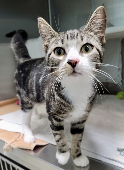 Shelter Stray Female Cat last seen Near Eagle Dr, Baltimore, MD 21207, 21207, MD, 301 Stockholm St, Baltimore, MD 21230, USA