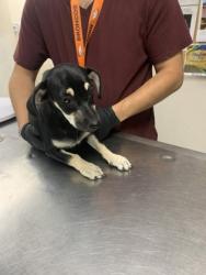 Shelter Stray Female Dog last seen Near Vivian Dr., Belen,, 1209 NM-314, Los Lunas, NM 87031, USA