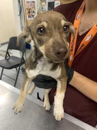 Shelter Stray Female Dog last seen Near Vivian Dr., Belen,, 1209 NM-314, Los Lunas, NM 87031, USA