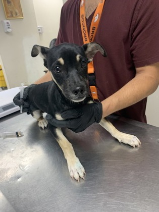 Shelter Stray Male Dog last seen Near Vivian Dr., Belen,, 1209 NM-314, Los Lunas, NM 87031, USA
