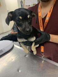 Shelter Stray Female Dog last seen Near Vivian Dr., Belen,, 1209 NM-314, Los Lunas, NM 87031, USA