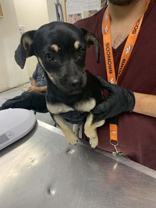 Shelter Stray Female Dog last seen Near Vivian Dr., Belen,, 1209 NM-314, Los Lunas, NM 87031, USA