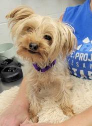 Shelter Stray Female Dog last seen Near Troost Ave, 64131, 64131, MO, 7077 Elmwood Ave, Kansas City, MO 64132, USA