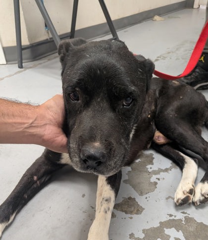Shelter Stray Male Dog last seen Near Apache Plume (LLAC), Los Lunas,, 1209 NM-314, Los Lunas, NM 87031, USA