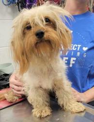 Shelter Stray Female Dog last seen James A Reed & E 90th, KCMO, 64138, 64138, MO, 7077 Elmwood Ave, Kansas City, MO 64132, USA