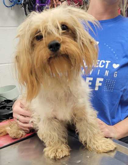 Shelter Stray Female Dog last seen James A Reed & E 90th, KCMO, 64138, 64138, MO, 7077 Elmwood Ave, Kansas City, MO 64132, USA