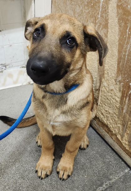 Shelter Stray Male Dog last seen Capus Oaks Park @ Roseville PKWY, Roseville City, CA, 200 Tahoe Ave, Roseville, CA 95678, USA