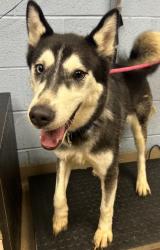 Shelter Stray Unknown Dog last seen Near Plaster Road, Atlanta, GA, 30345, 30345, GA, 3280 Chamblee Dunwoody Rd, Chamblee, GA 30341, USA