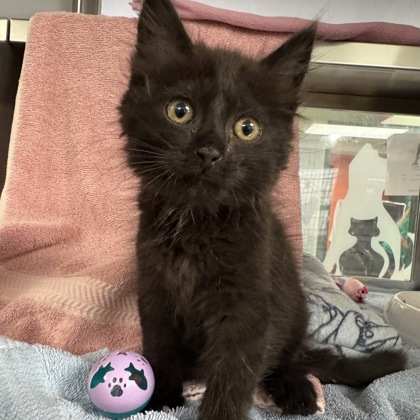 Shelter Stray Male Cat last seen Albion Road, Edgerton, City of, WI, 5132 Voges Rd, Madison, WI 53718, USA
