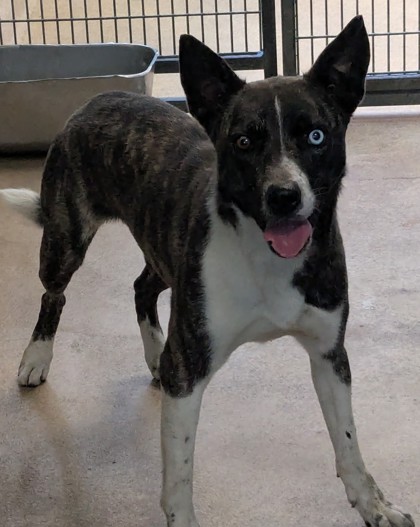 Shelter Stray Female Dog last seen Cherry St/ 98th Ave, Oakland,, 1101 29th Ave, Oakland, CA 94601, USA