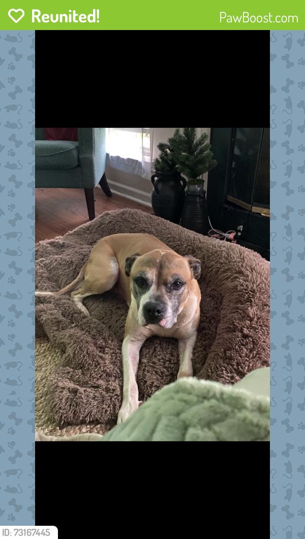 Reunited Male Dog last seen Laurens Drive Anderson SC, Anderson, SC 29621