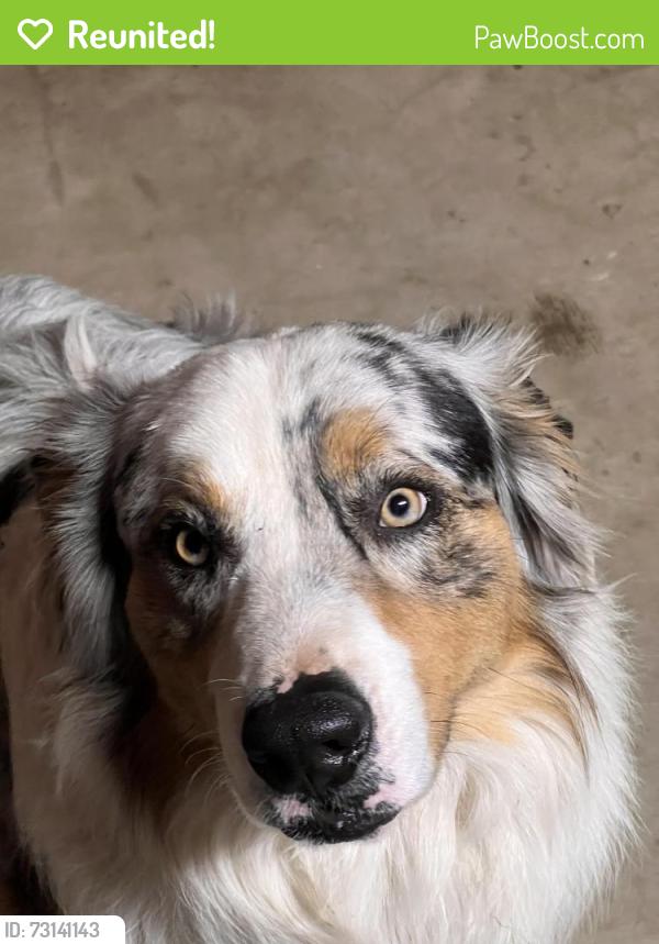 Reunited Male Dog last seen Arabian Avenue and King Avenue, Riverside, CA 92504