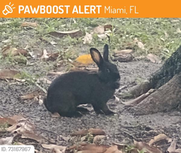 Found/Stray Unknown Rabbit last seen 5th ST, Miami, FL 33126