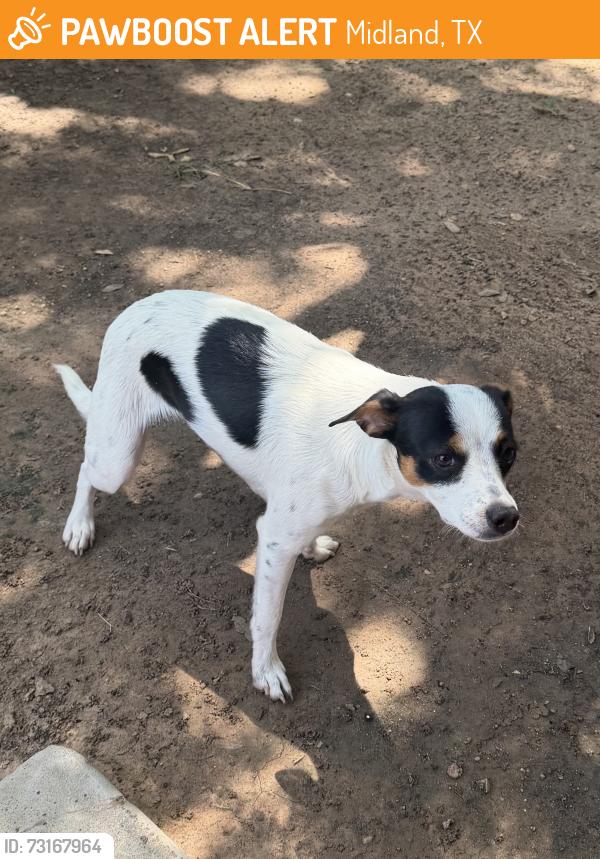 Found/Stray Female Dog last seen Midland drive and bluebird, Midland, TX 79703