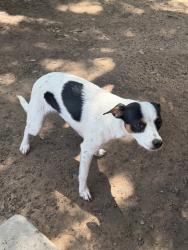Found/Stray Female Dog last seen Midland drive and bluebird, Midland, TX 79703