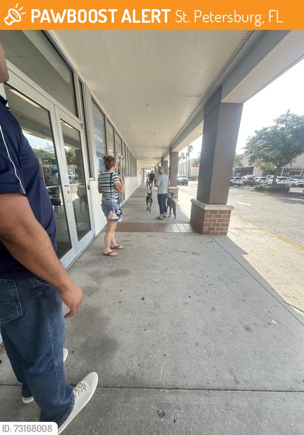 Found/Stray Unknown Dog last seen Near Tyrone Blvd N Saint Petersburg, FL 33710 United States, St. Petersburg, FL 33710