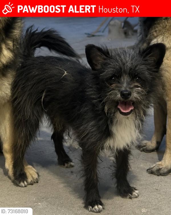 Lost Male Dog last seen Crosstimbers and Shreveport, Houston, TX 77028