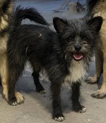 Lost Male Dog last seen Crosstimbers and Shreveport, Houston, TX 77028