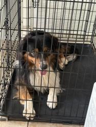 Reunited Male Dog last seen MacArthur high school, San Antonio, TX 78217