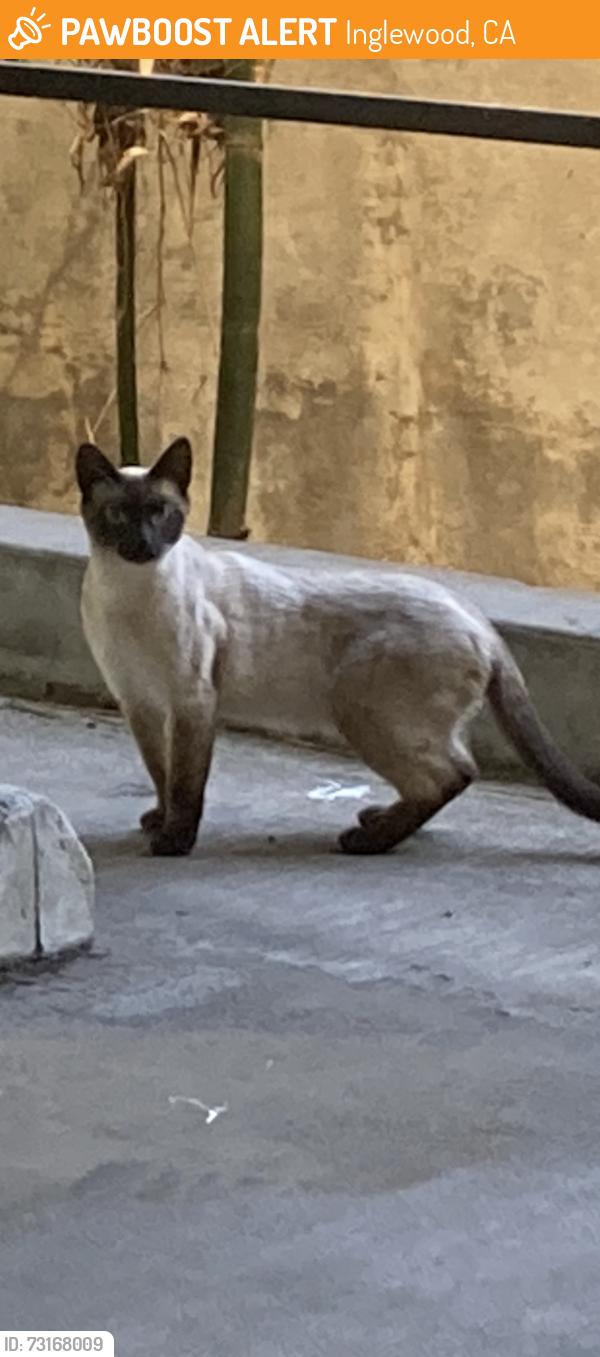 Found/Stray Unknown Cat last seen Queen Street and LaBrea, Inglewood, CA 90301
