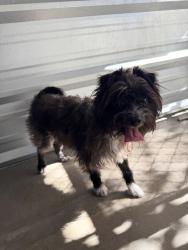Found/Stray Unknown Dog last seen Belmont and Olive, Fresno, CA 93726