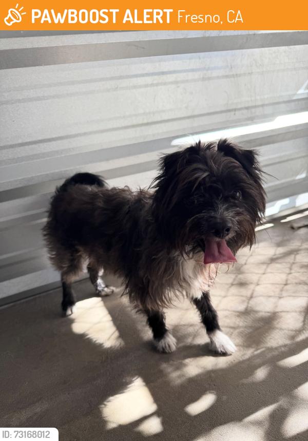 Found/Stray Unknown Dog last seen Belmont and Olive, Fresno, CA 93726