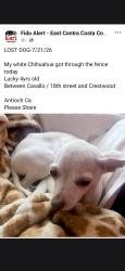 Lost Male Dog last seen Minner and Cavallo, Antioch, CA 94509
