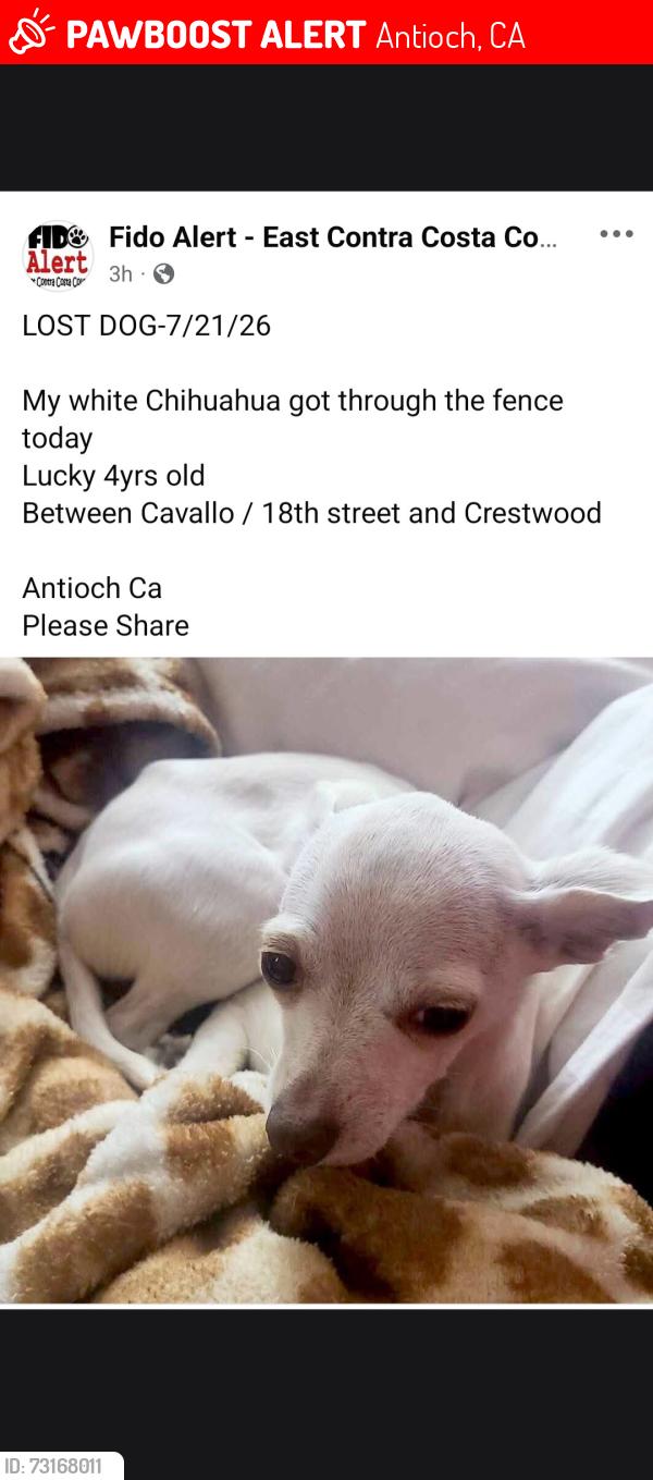 Lost Male Dog last seen Minner and Cavallo, Antioch, CA 94509