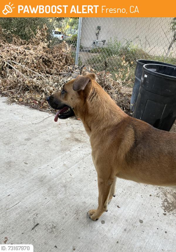 Found/Stray Male Dog last seen Minnewawa and Kings canyon, fresno, CA, Fresno, CA 93727