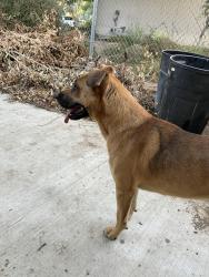 Found/Stray Male Dog last seen Minnewawa and Kings canyon, fresno, CA, Fresno, CA 93727