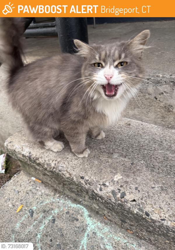 Found/Stray Female Cat last seen Near union ave, Bridgeport, CT 06607