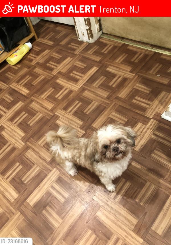 Lost Male Dog last seen Ellis ave and olden ave, Trenton, NJ 08638