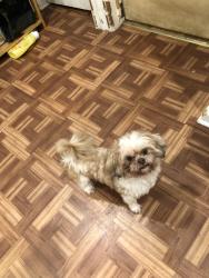Lost Male Dog last seen Ellis ave and olden ave, Trenton, NJ 08638