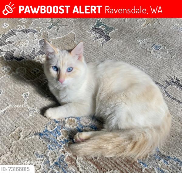 Lost Male Cat last seen Ravensdale Market area, Ravensdale, WA 98051