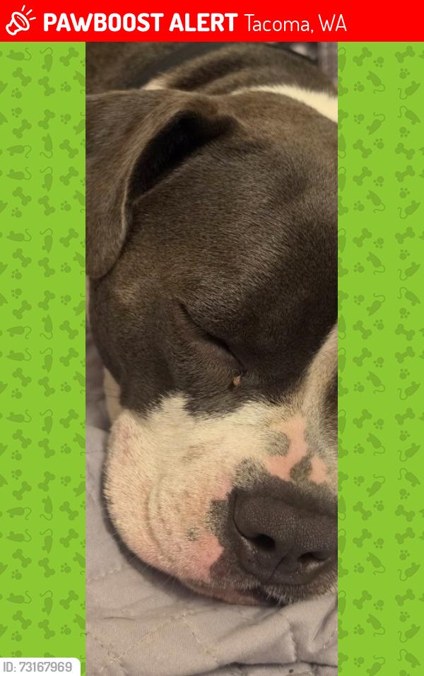Lost Female Dog last seen Le perla del mar, Tacoma, WA 98418