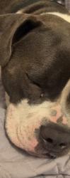 Lost Female Dog last seen Le perla del mar, Tacoma, WA 98418