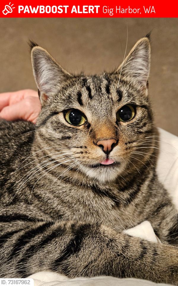 Lost Female Cat last seen Wind-N-Tide, Gig Harbor, WA 98329