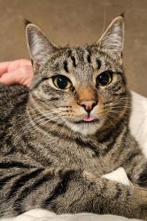 Lost Female Cat last seen Wind-N-Tide, Gig Harbor, WA 98329
