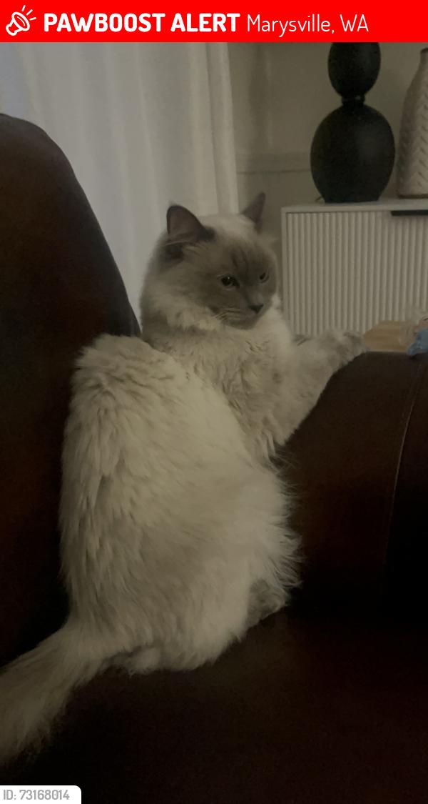 Lost Male Cat last seen Cedar crest golf course, Marysville, WA 98270