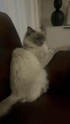 Lost Male Cat last seen Cedar crest golf course, Marysville, WA 98270