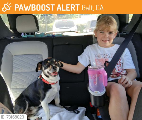 Found/Stray Male Dog last seen Elk Hills Galt Ca, Galt, CA 95632