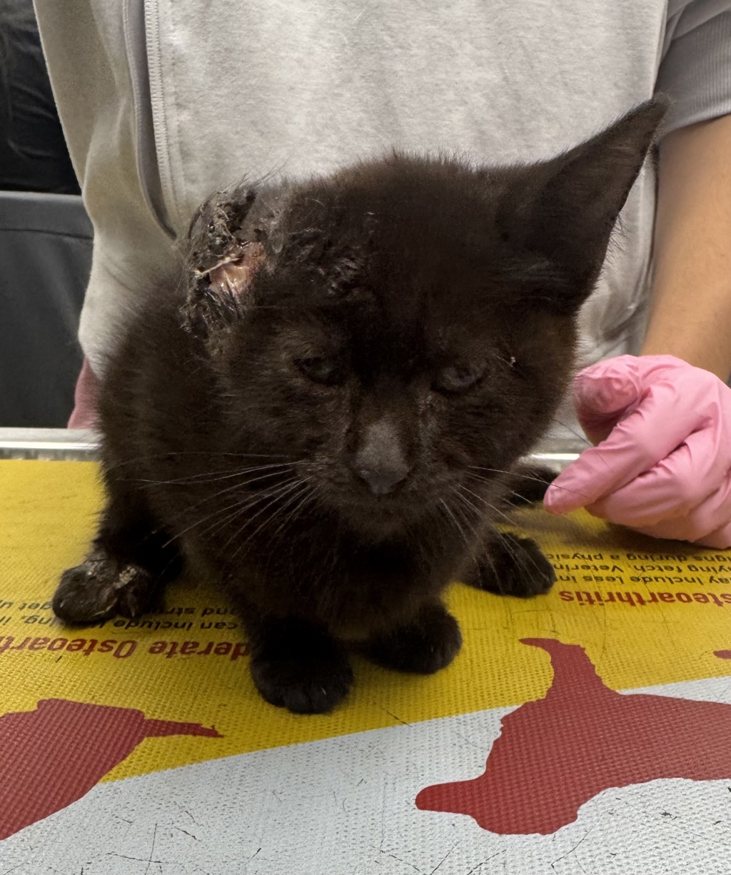 Shelter Stray Female Cat last seen Meadowdale Boulevard, North Chesterfield, VA, 23234, 9300 Public Works Rd, Chesterfield, VA 23832, USA