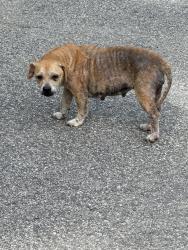 Found/Stray Female Dog last seen East Church St & S Dunn St, Angier, NC 27501