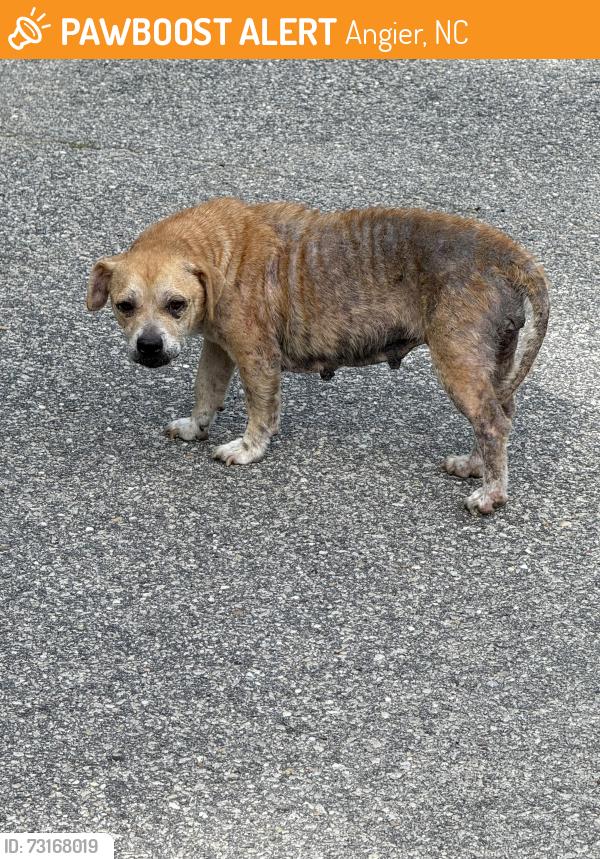 Found/Stray Female Dog last seen East Church St & S Dunn St, Angier, NC 27501