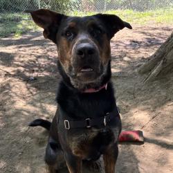 Shelter Stray Male Dog last seen SE 132nd/Raymond, PORTLAND, OR, 97236, 1700 W Historic Columbia River Hwy, Troutdale, OR 97060, USA
