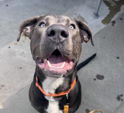 Shelter Stray Male Dog last seen NE Columbia Blvd & NE Alderwood Rd, PORTLAND, OR, 97218, 1700 W Historic Columbia River Hwy, Troutdale, OR 97060, USA