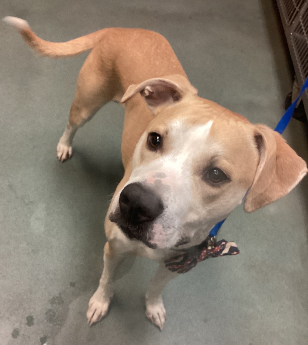 Shelter Stray Male Dog last seen Near Corporation Parkway, RALEIGH, NC, 27610, 820 Beacon Lake Dr, Raleigh, NC 27610, USA