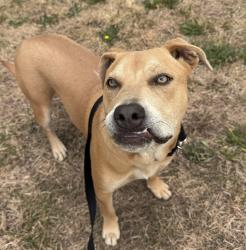 Shelter Stray Male Dog last seen Gresham Transit, PORTLAND, OR, 97206, 1700 W Historic Columbia River Hwy, Troutdale, OR 97060, USA