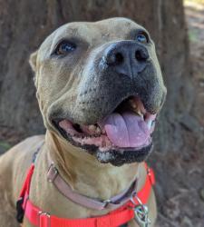 Shelter Stray Female Dog last seen NE Skidmore / Cully, PORTLAND, OR, 97218, 1700 W Historic Columbia River Hwy, Troutdale, OR 97060, USA