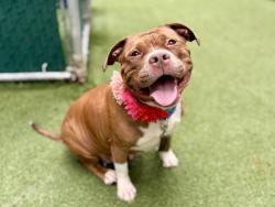 Shelter Stray Female Dog last seen Near E 229th Street Apt 13B, BRONX, NY, 10460, 326 E 110th St, New York, NY 10029, USA